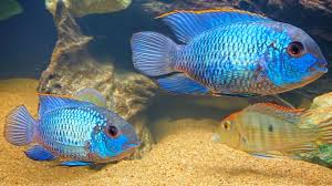 Electric Blue Acara
